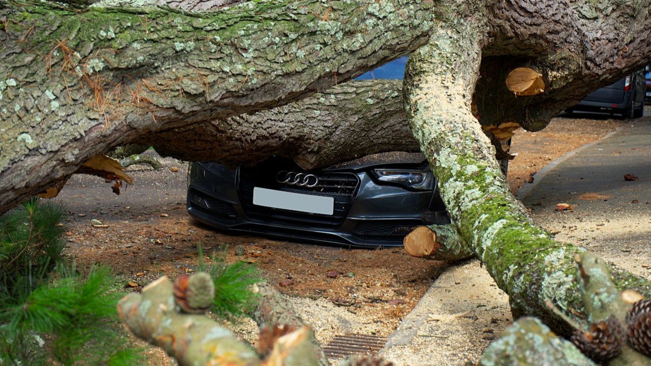 Crushed Audi Under Fallen Tree