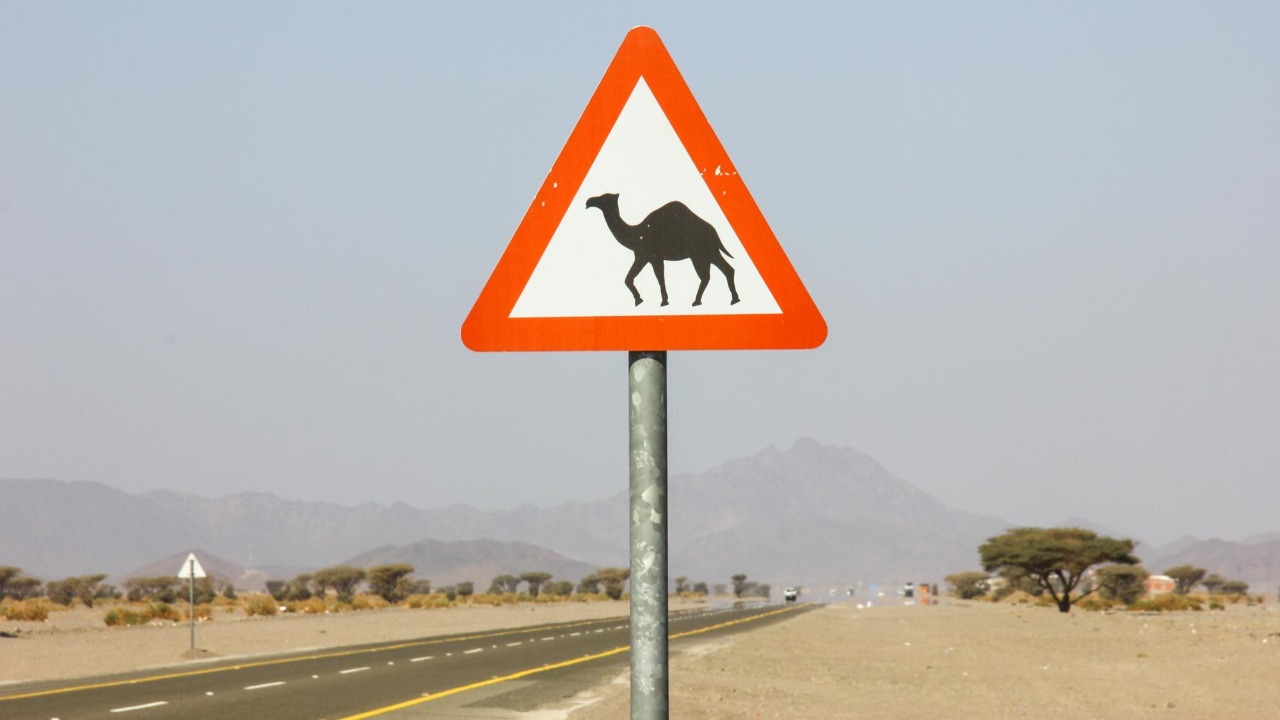 The bizarre road signs drivers can’t believe are real