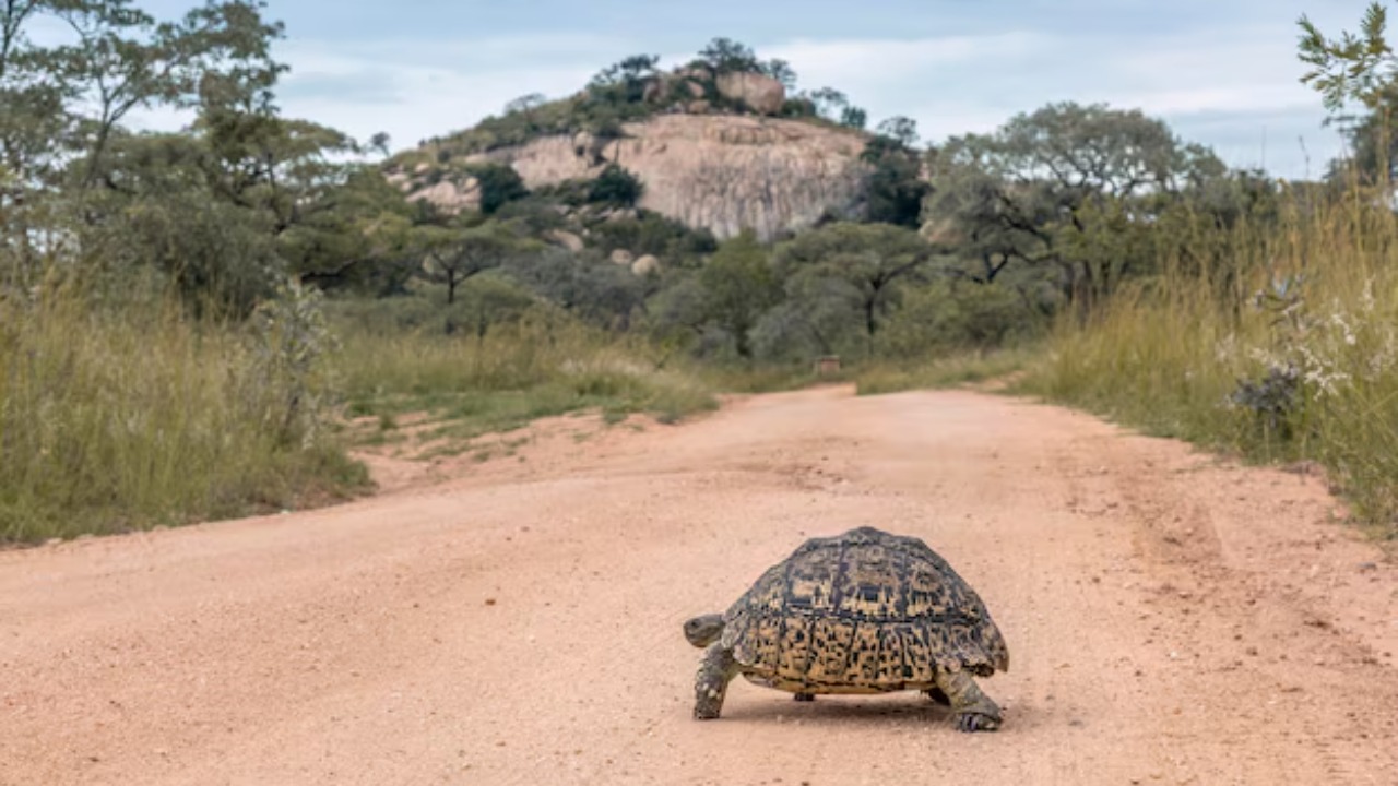 Judge closes 2,200 Mojave off-road miles to protect desert tortoise